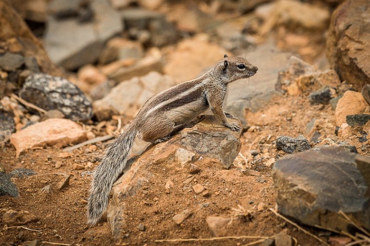 073 Fuerteventura, eekhoorn.jpg